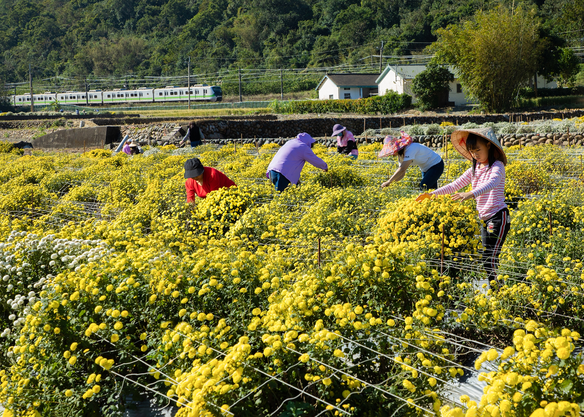 優選 楊泔泉 杭菊火車1